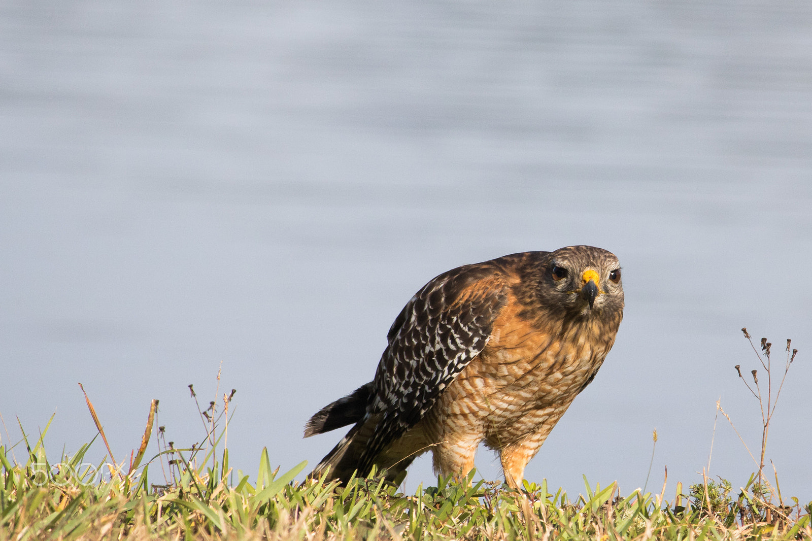 Canon EOS 760D (EOS Rebel T6s / EOS 8000D) sample photo. Red shoulder hawk photography
