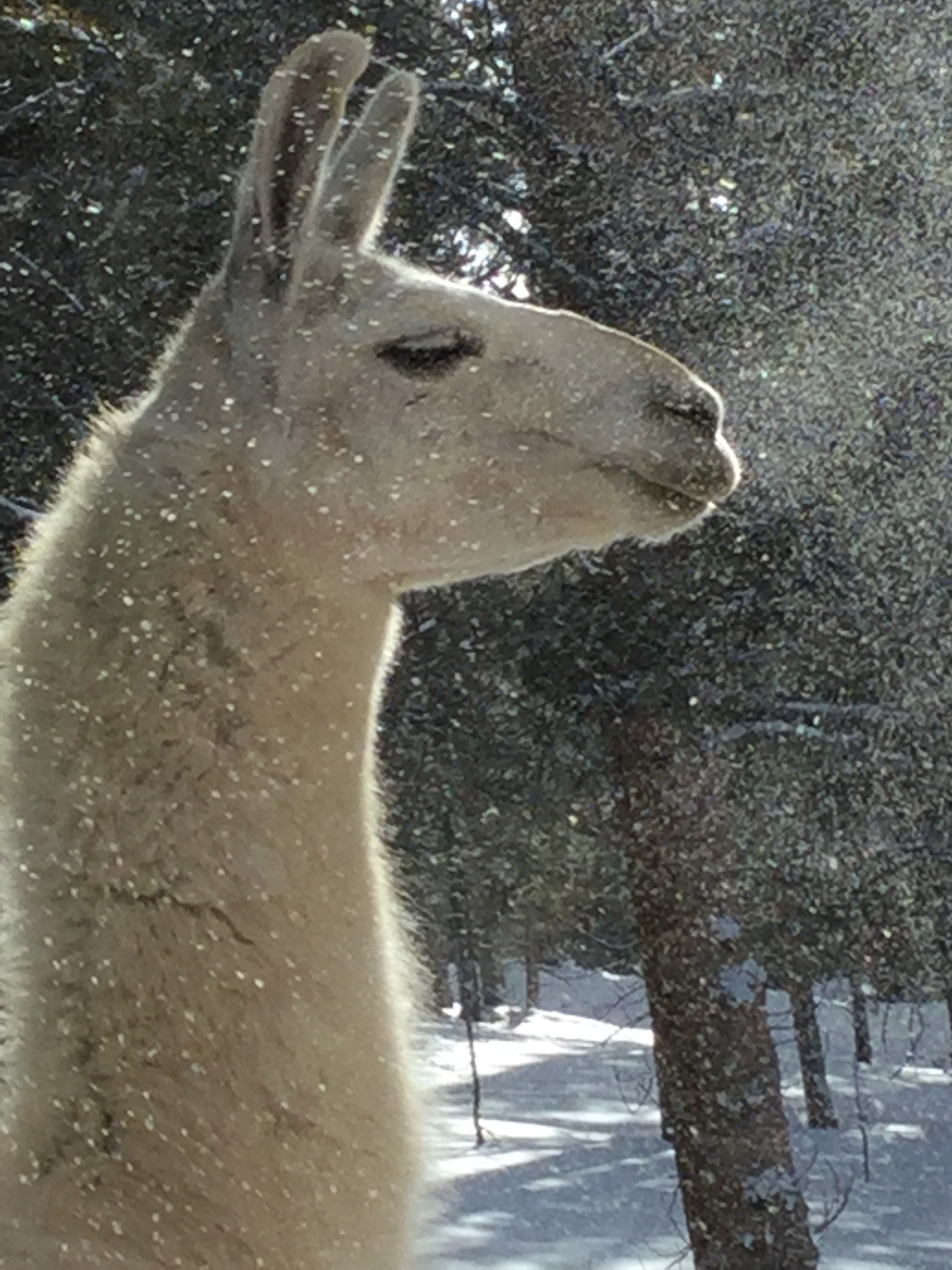 Apple iPad5,3 sample photo. Copo, the llama. photography
