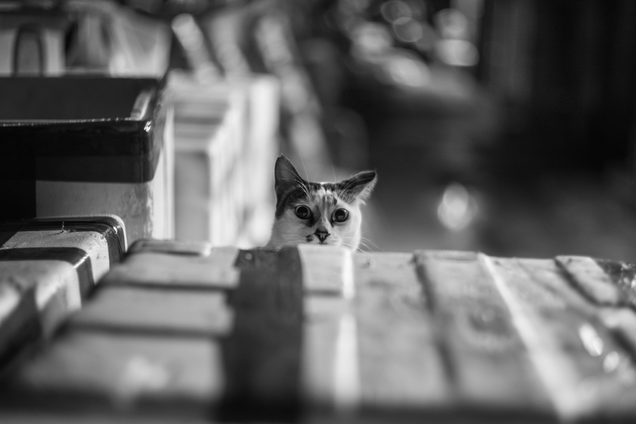 Summilux-M 1:1.4/50 sample photo. Market cat at night photography