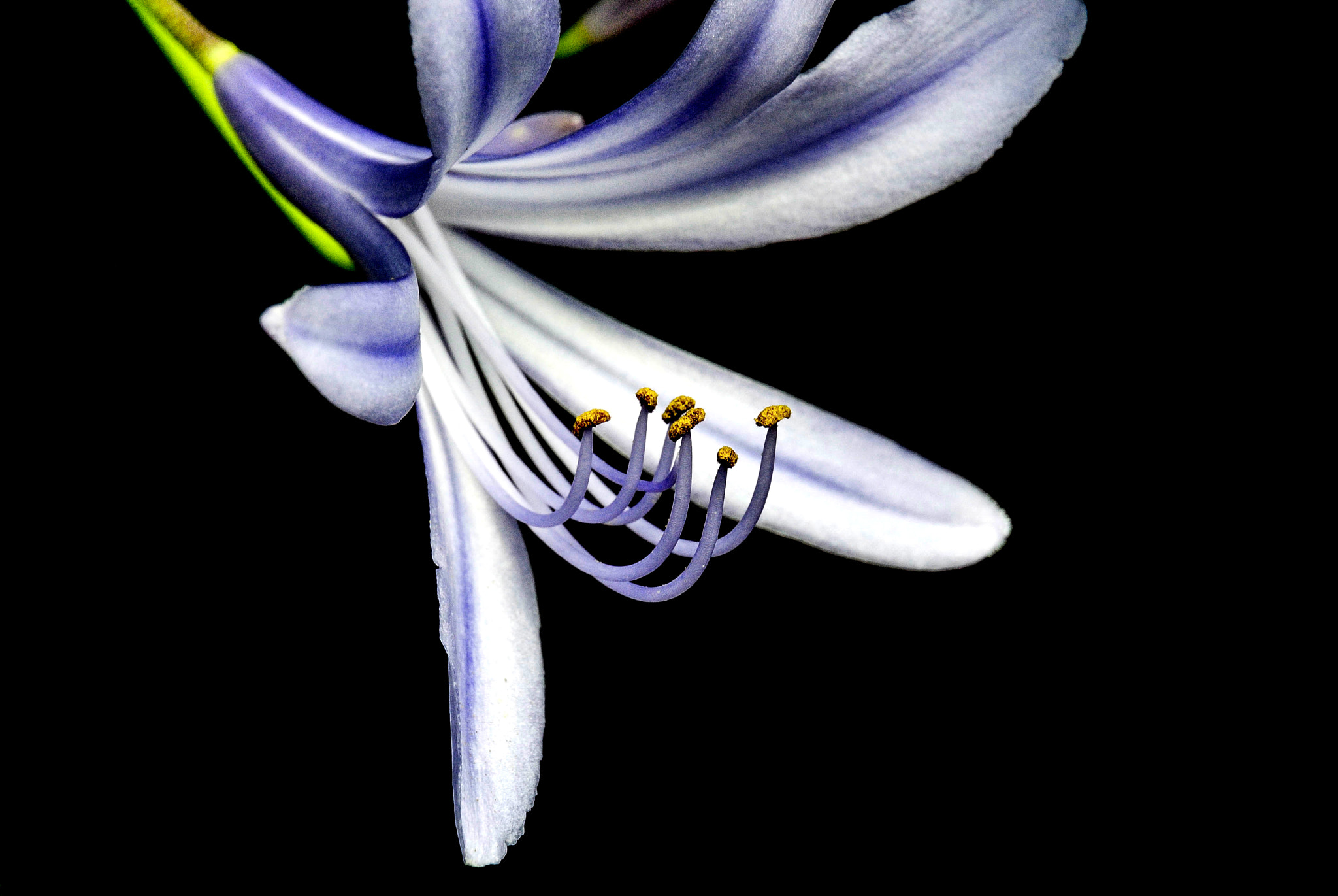 Nikon 1 Nikkor VR 30-110mm F3.8-5.6 sample photo. Love flower photography