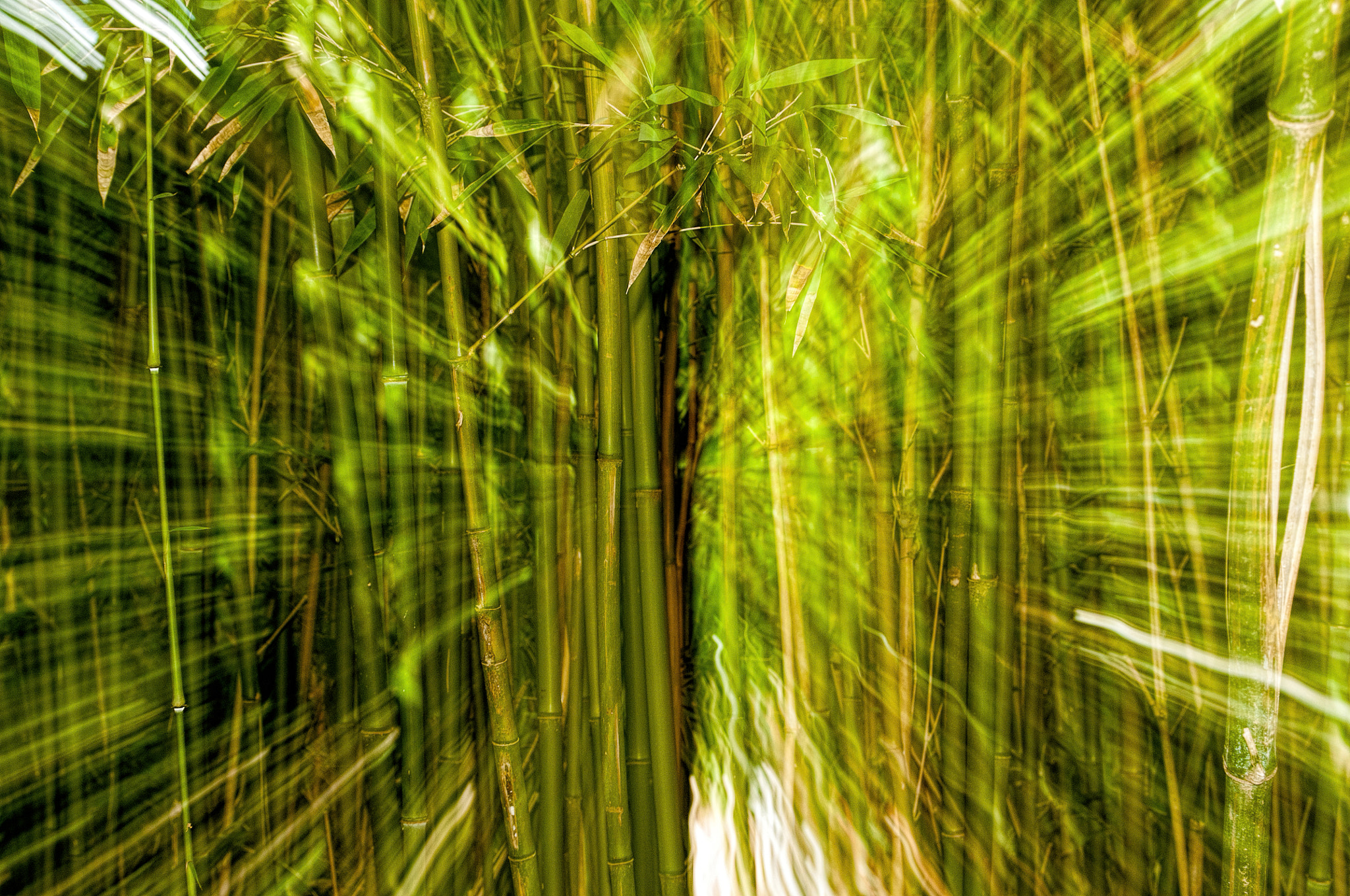 Nikon D300S sample photo. Bamboo - a bit different photography