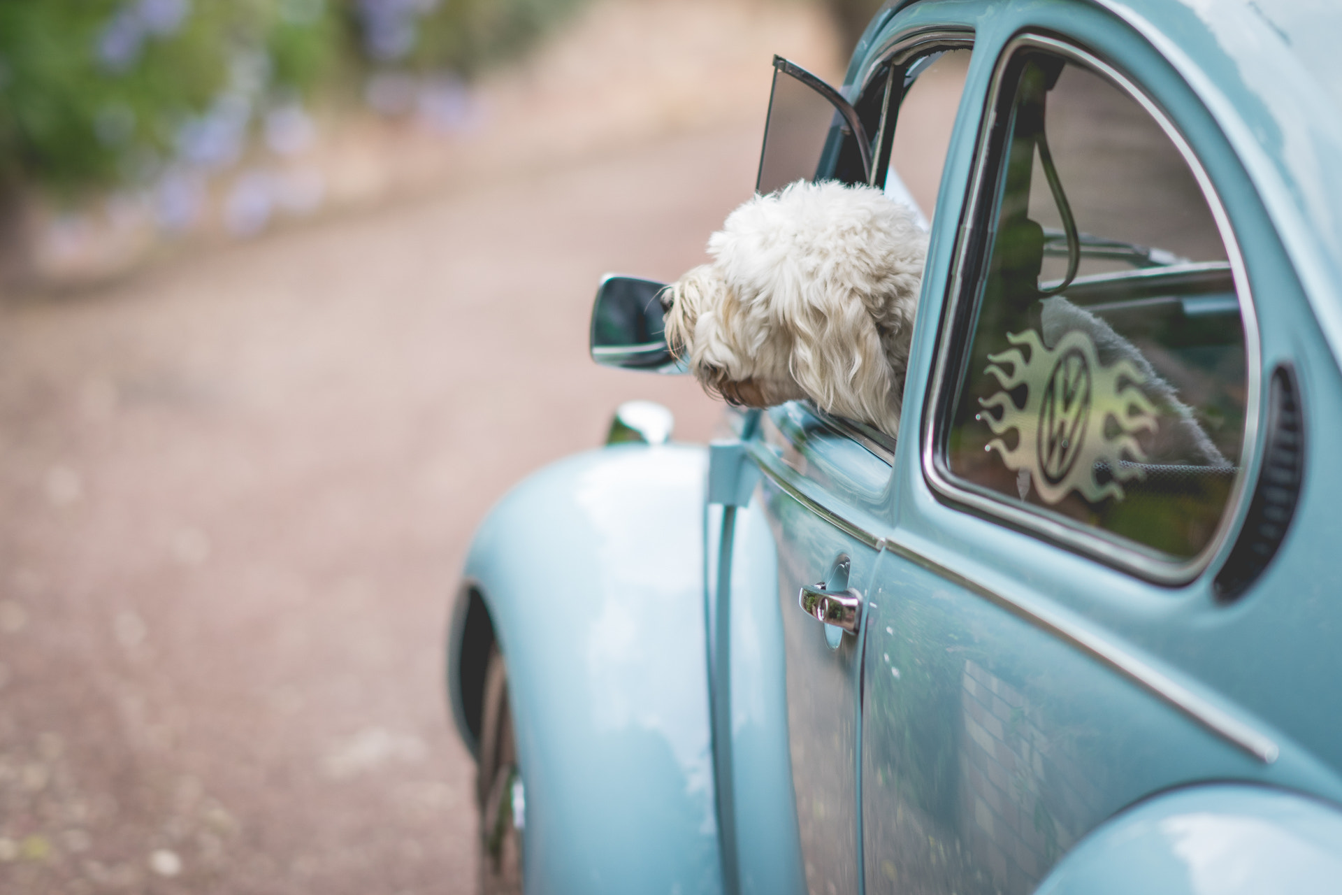 Sony a7R + Sony FE 85mm F1.4 GM sample photo. Lynne & neil photography