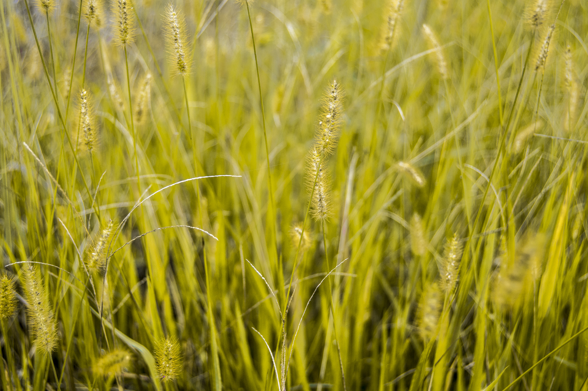 Nikon D3200 sample photo. When grass is dying photography