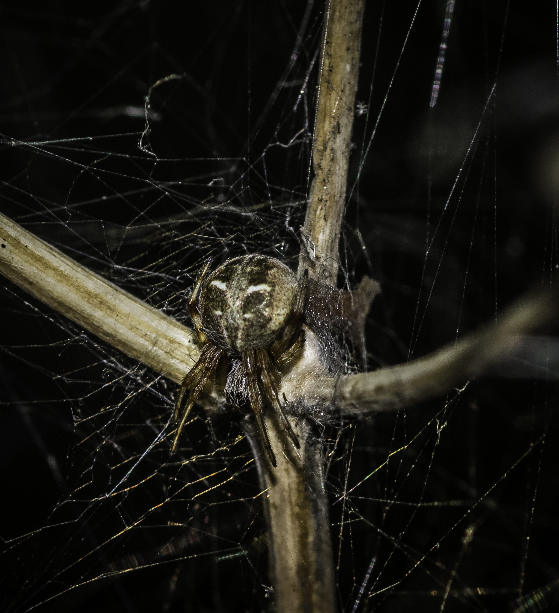 Tokina AT-X Pro 100mm F2.8 Macro sample photo. Metepeira sp. photography