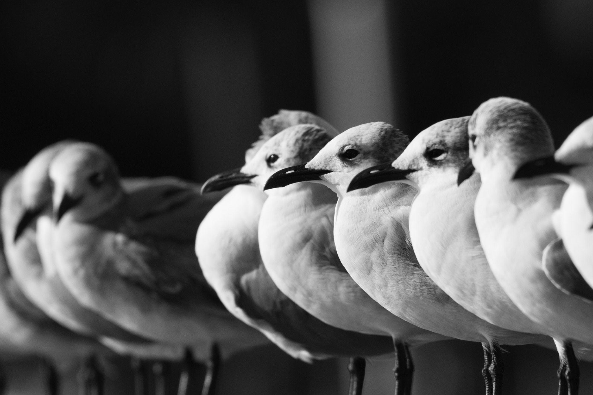 150-600mm F5-6.3 DG OS HSM | Contemporary 015 sample photo. Flock of gulls photography