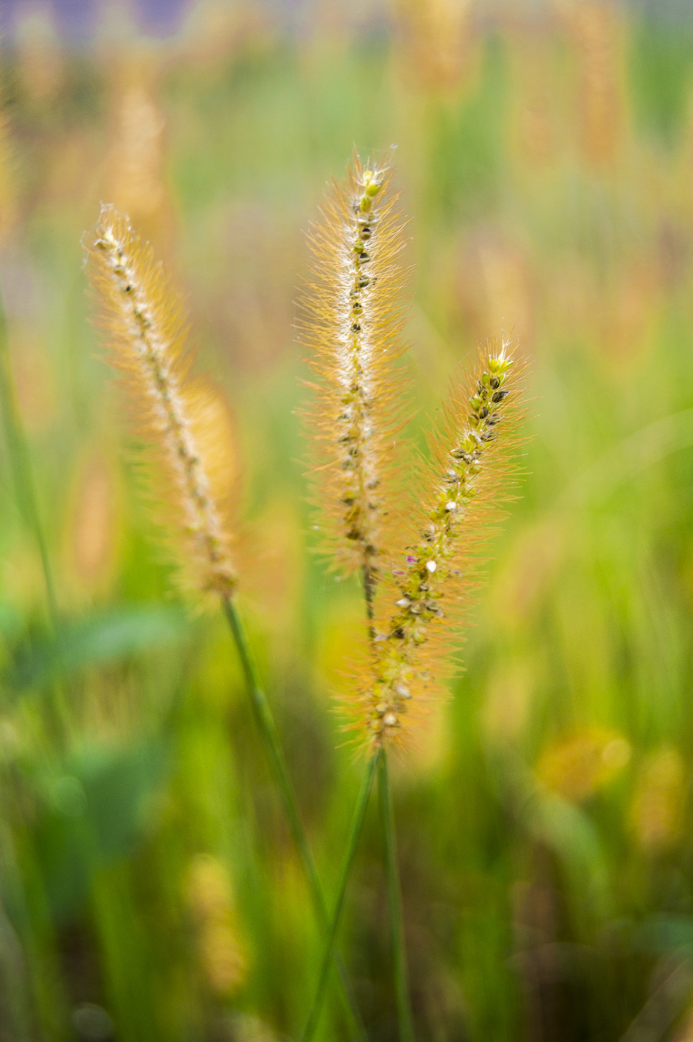 Nikon D3200 sample photo. Tiny family of grass looks like glass photography