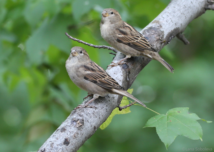 Sigma 150-600mm F5-6.3 DG OS HSM | C sample photo. Pretty pair photography