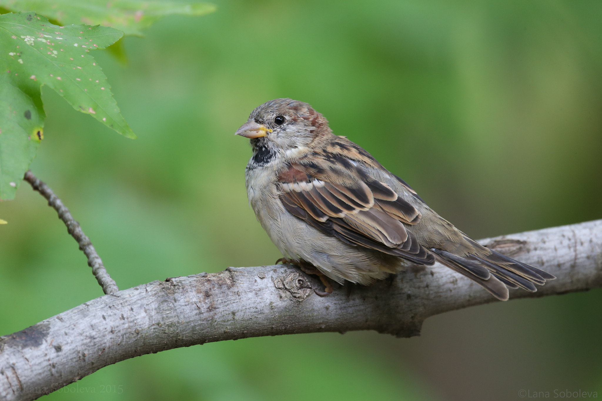 Sigma 150-600mm F5-6.3 DG OS HSM | C sample photo. Sparrow photography
