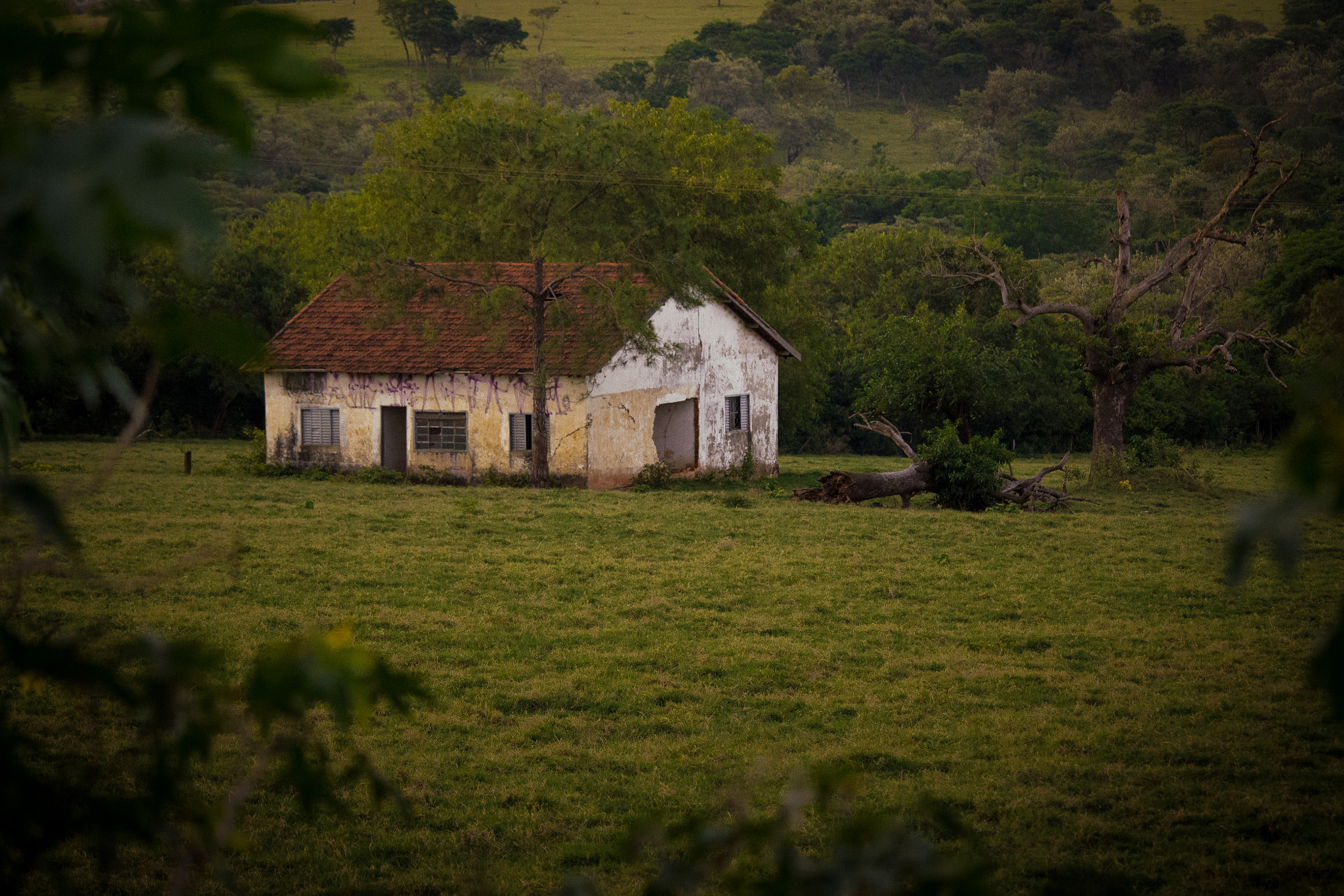 Canon EF-S 55-250mm F4-5.6 IS STM sample photo. Sumare - sp photography
