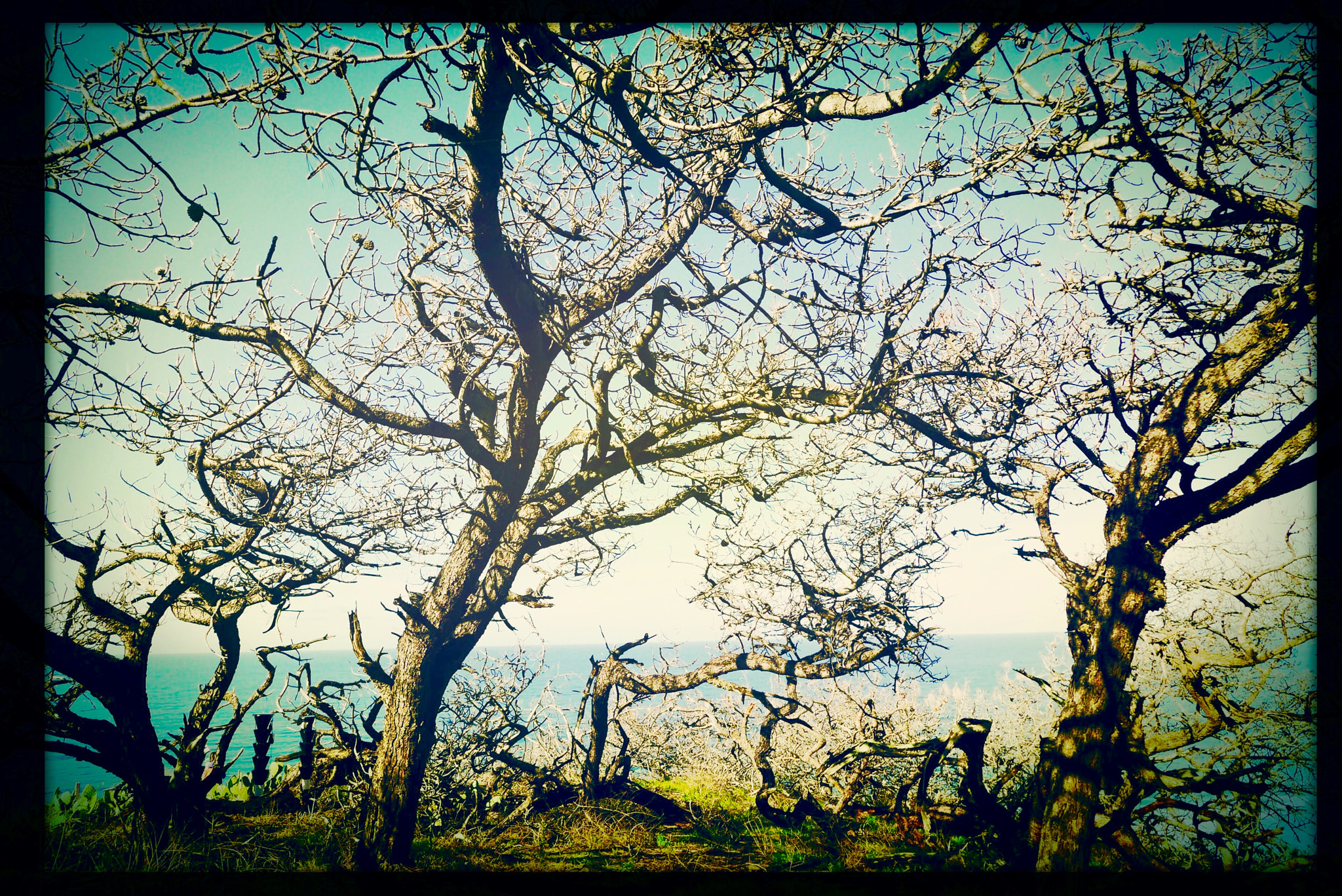 Hipstamatic 322 sample photo. Torrey pines photography