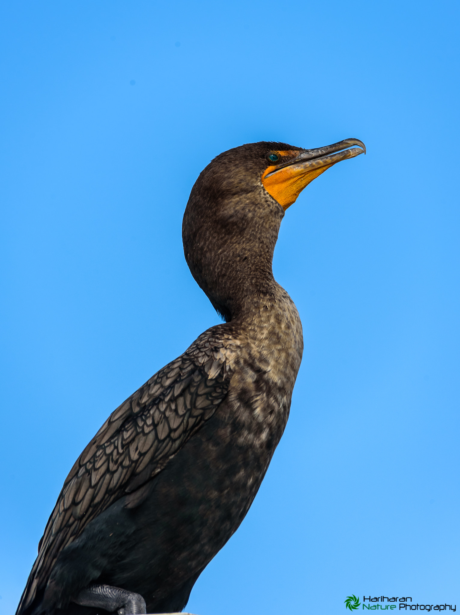 Sigma 150-500mm F5-6.3 DG OS HSM sample photo. Sunbathing by double-crested cormorant photography