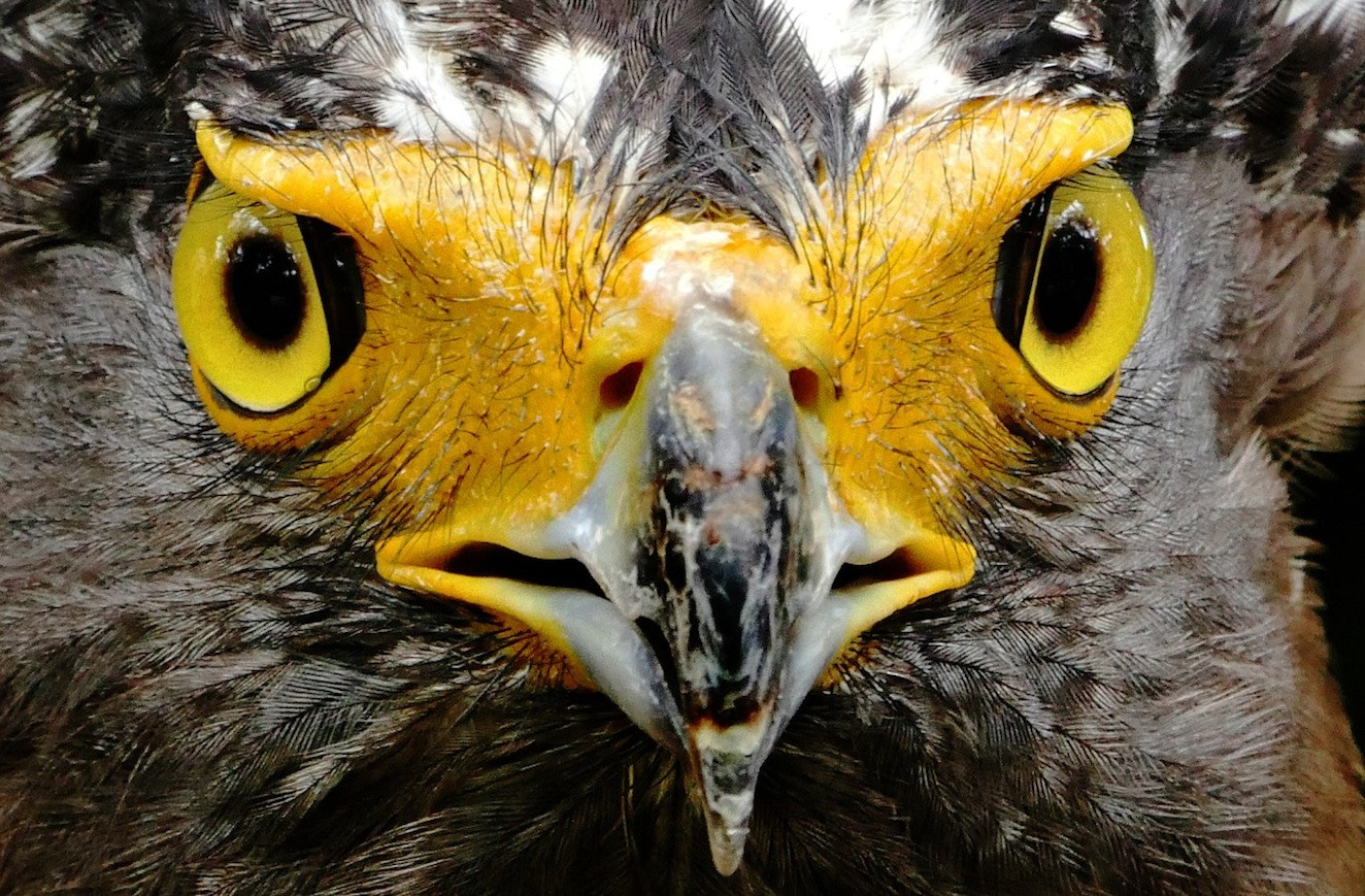 Panasonic Lumix DMC-GH4 + LEICA DG 100-400/F4.0-6.3 sample photo. Marble eye's photography