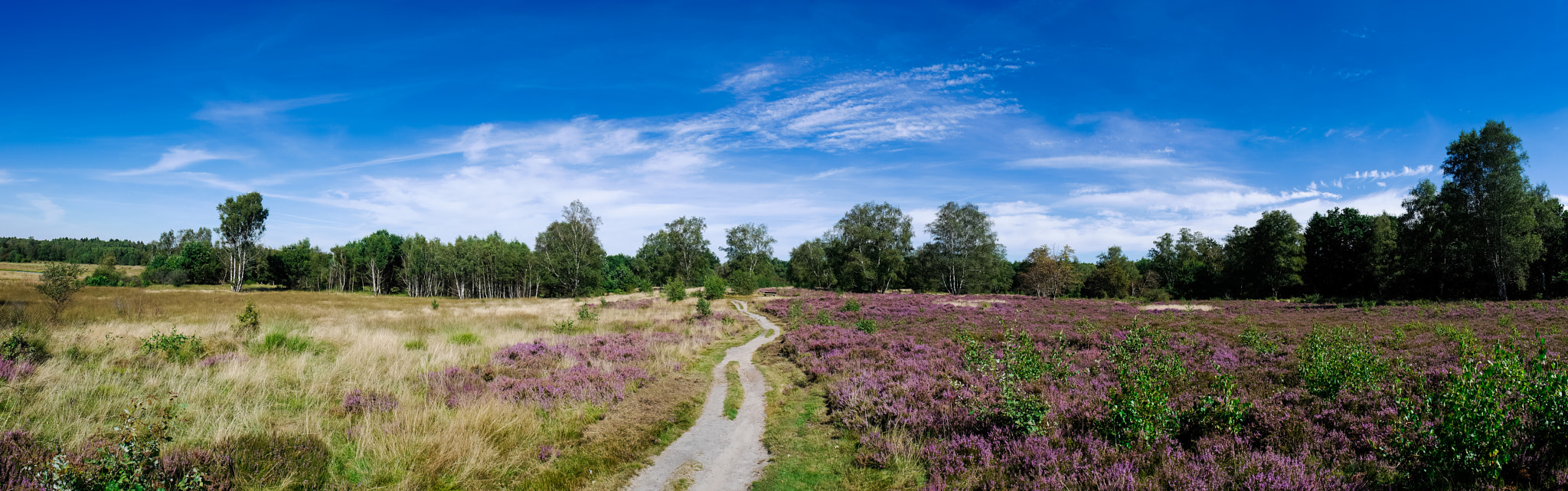 Panasonic Lumix DMC-G6 sample photo. Heide-trail photography