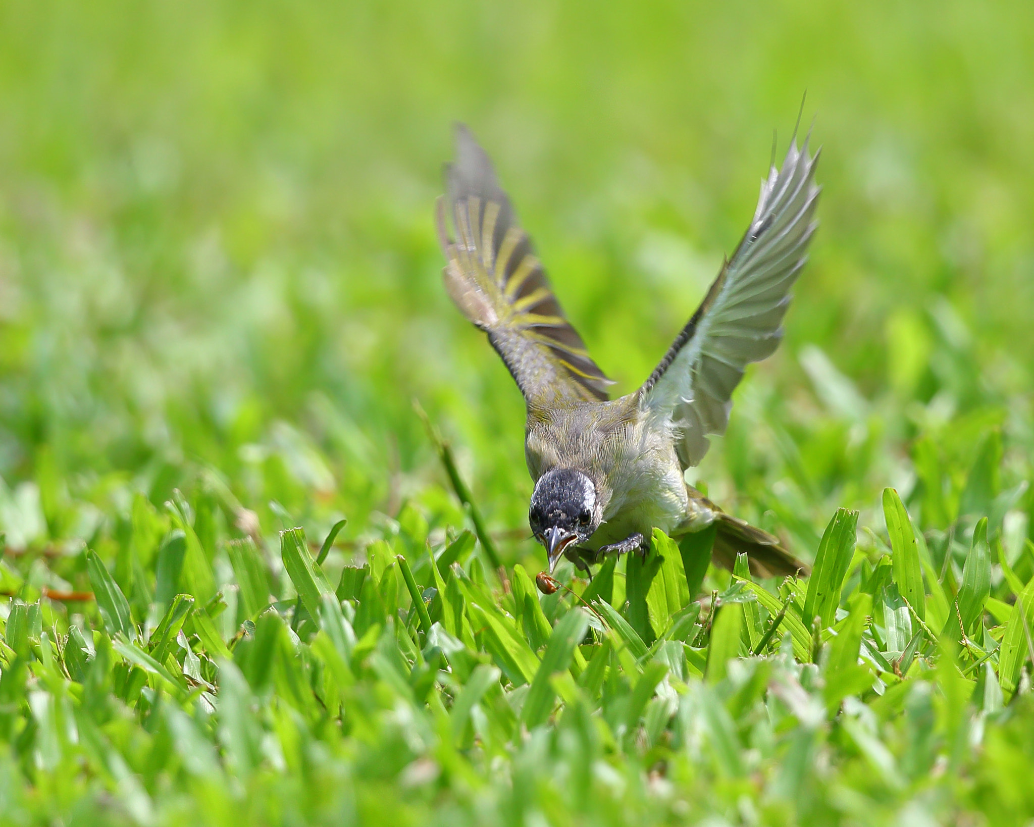 Canon EF 300mm F2.8L IS II USM sample photo. Bird to catch insects photography