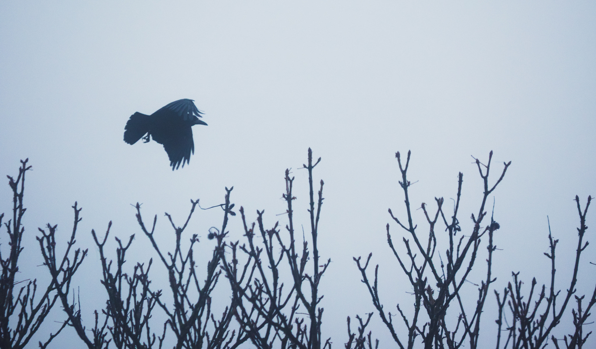 Olympus OM-D E-M1 sample photo. Fog-crow photography