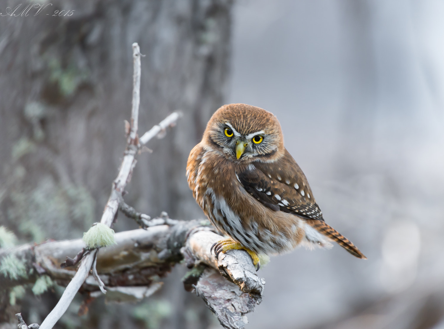 Nikon D810 + Sigma 50-500mm F4.5-6.3 DG OS HSM sample photo. Little chilean owl photography