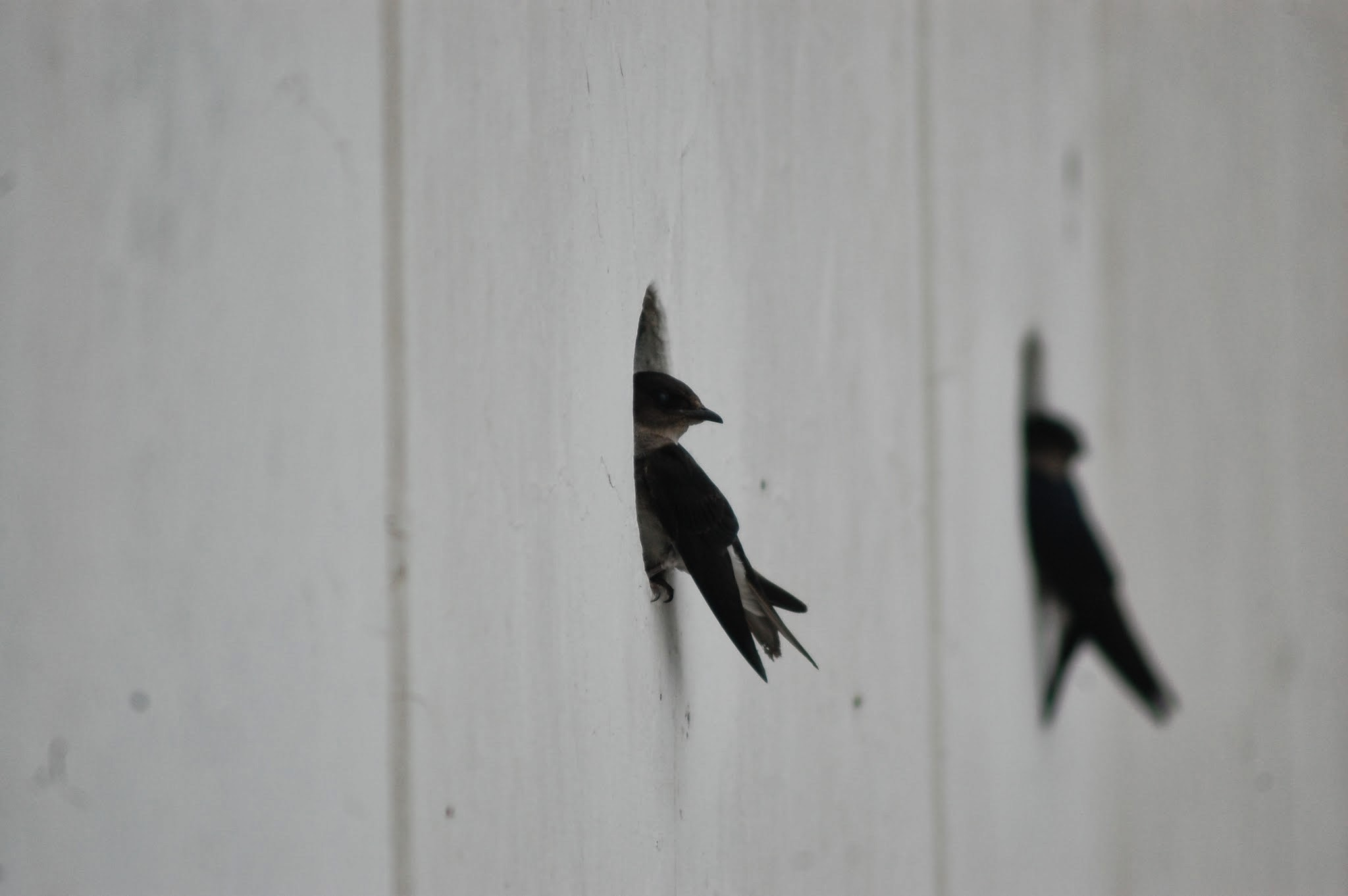 AF Zoom-Nikkor 75-300mm f/4.5-5.6 sample photo. Golondrinas swallow photography