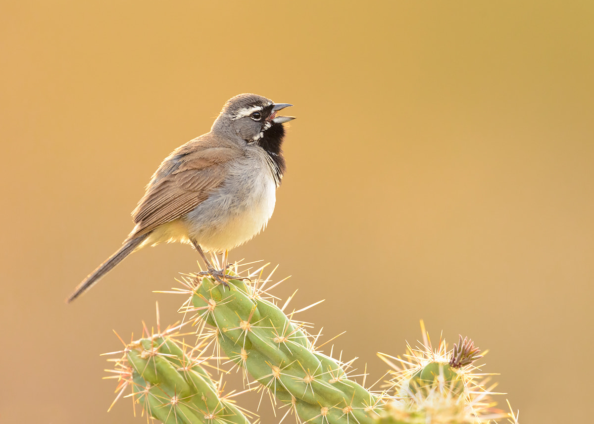 Nikon D800 + Nikon AF-S Nikkor 500mm F4G ED VR sample photo. Black throated sparrow photography