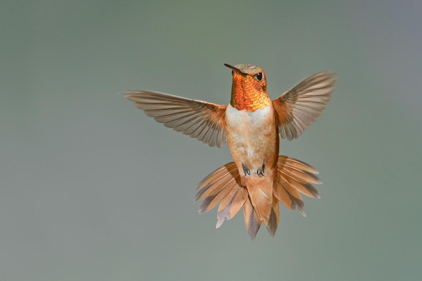 Nikon D800 + Nikon AF-S Nikkor 500mm F4G ED VR sample photo. Rufous hummingbird photography