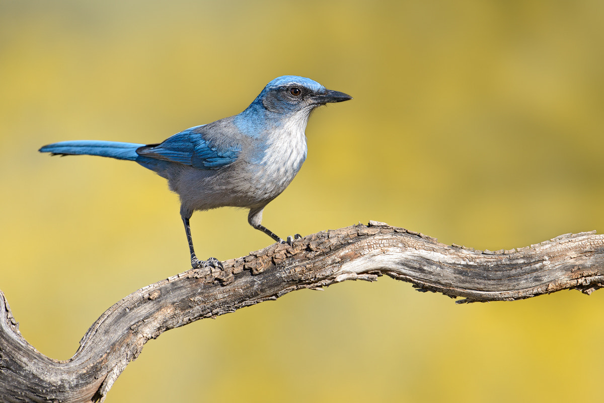 Nikon D800 + Nikon AF-S Nikkor 500mm F4G ED VR sample photo. Western scrub jay photography