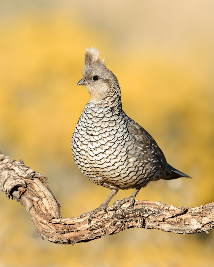 Nikon D800 + Nikon AF-S Nikkor 500mm F4G ED VR sample photo. Scaled quail photography