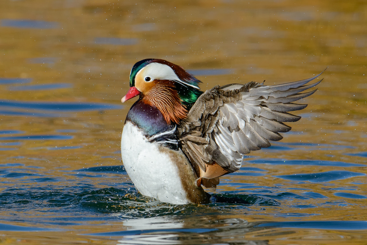 Nikon D800 + Nikon AF-S Nikkor 500mm F4G ED VR sample photo. Manderin duck photography