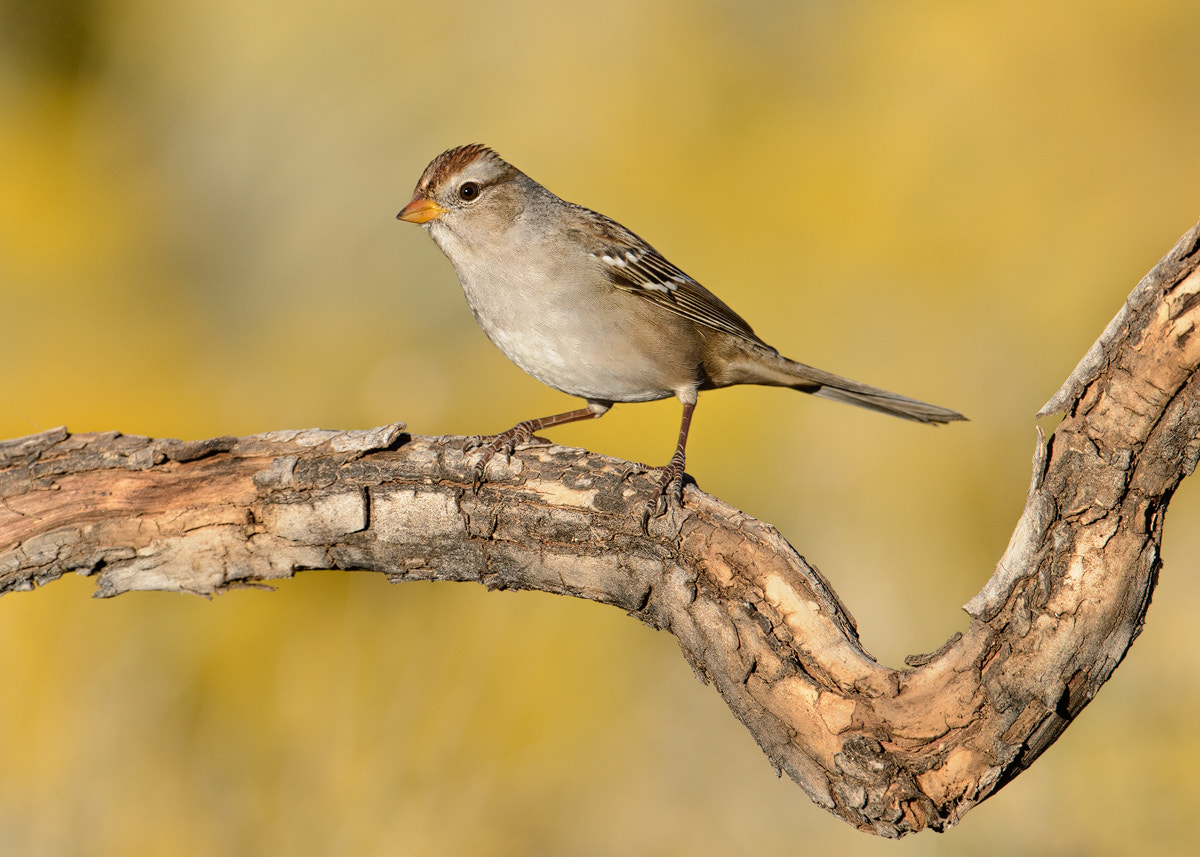 Nikon D800 + Nikon AF-S Nikkor 500mm F4G ED VR sample photo. White-crowned sparrow photography