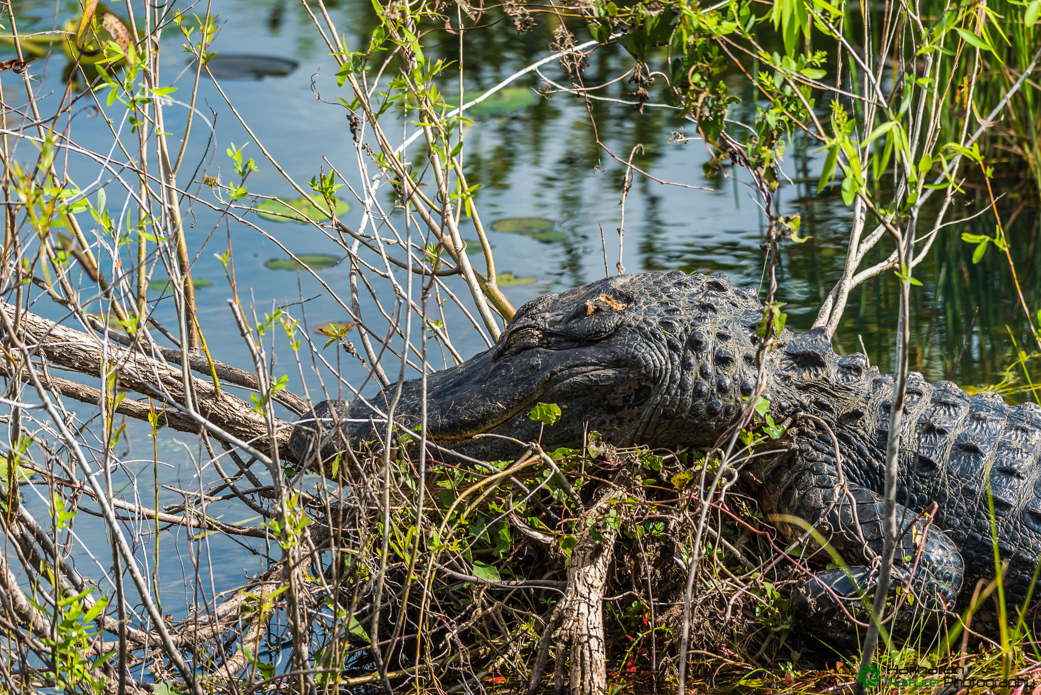 Sigma 150-500mm F5-6.3 DG OS HSM sample photo. Do not distrub, it is a sleeping time... photography
