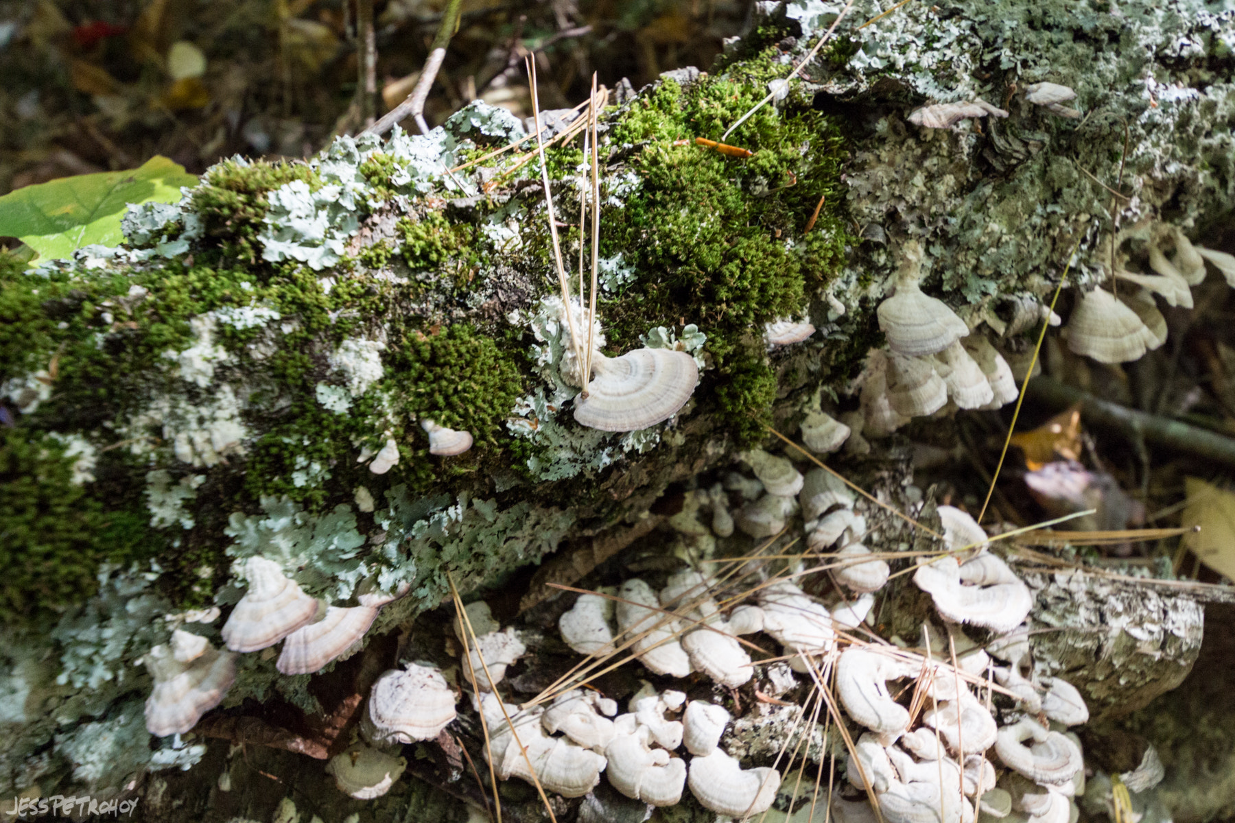 Sigma 8-16mm F4.5-5.6 DC HSM sample photo. False turkey tail photography