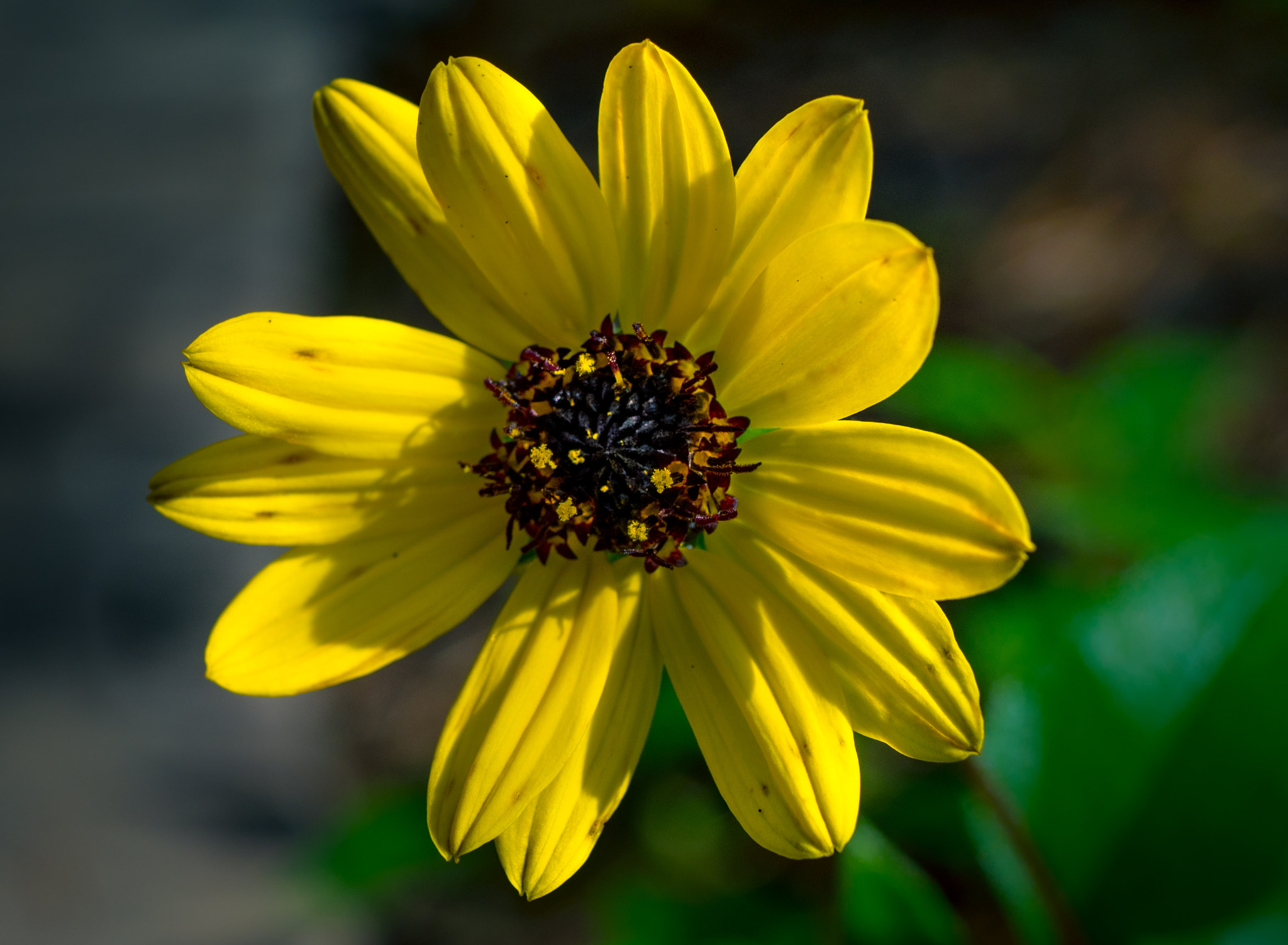 Panasonic Lumix DMC-GX8 sample photo. Yellow flower macro photography