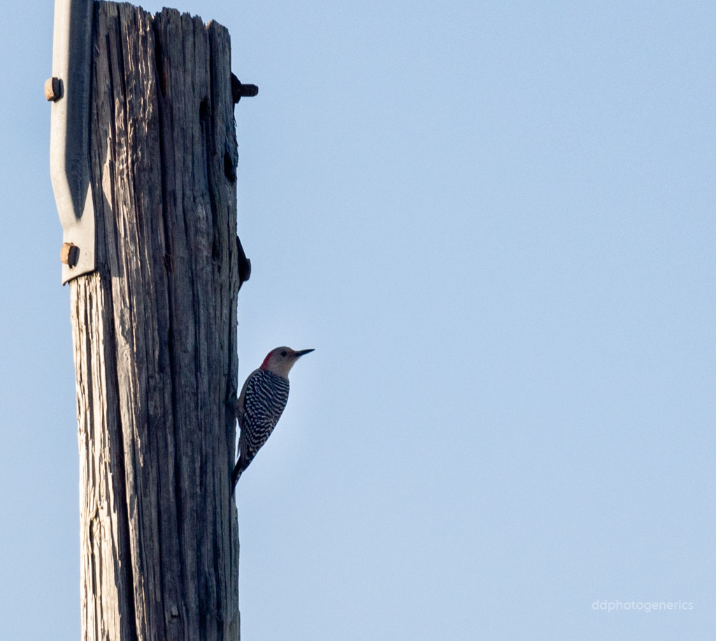 Olympus Zuiko Digital ED 70-300mm F4.0-5.6 sample photo. The postmaster... photography