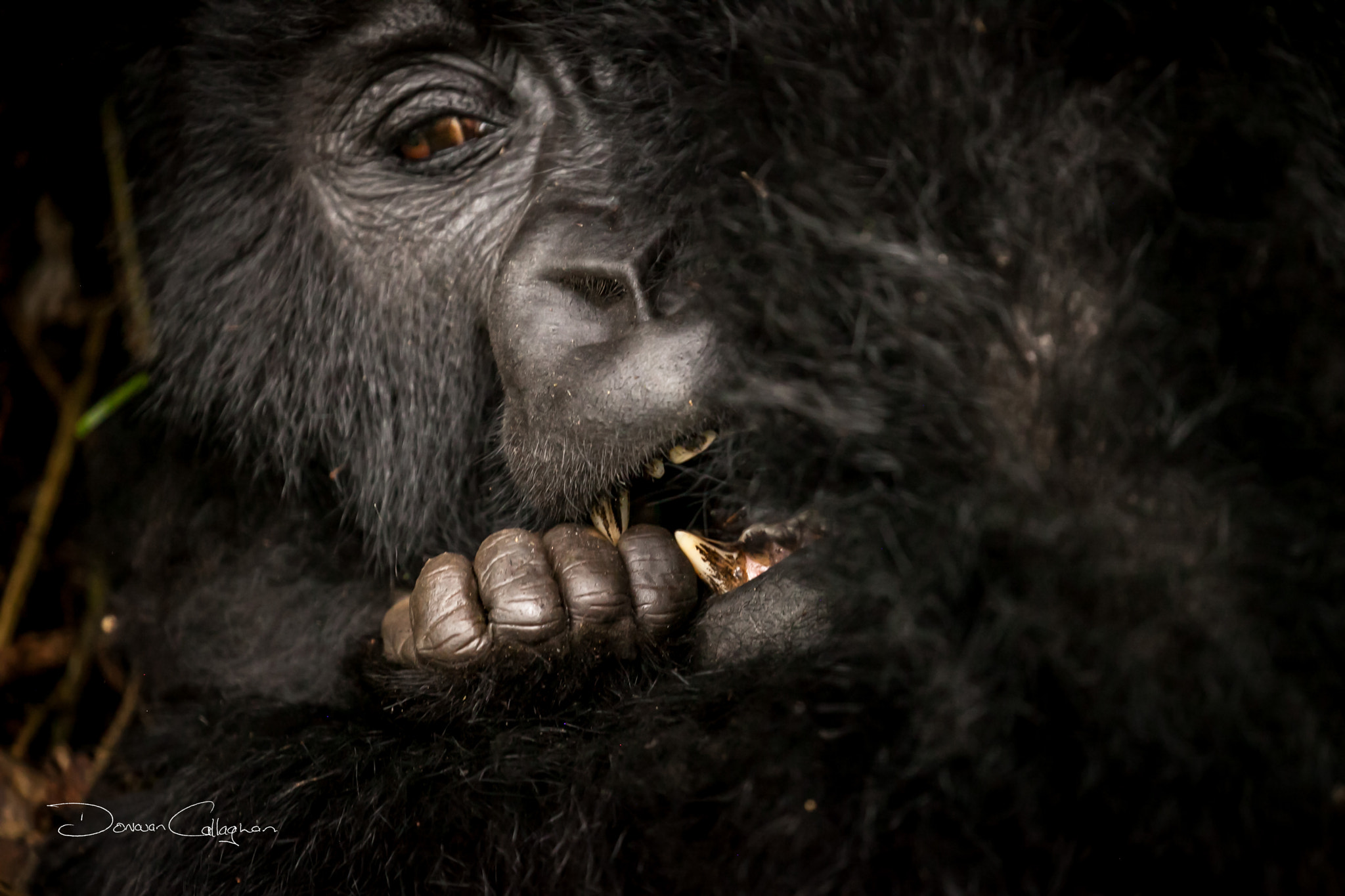 Canon EOS 5D Mark II sample photo. Rwanda gorilla's photography