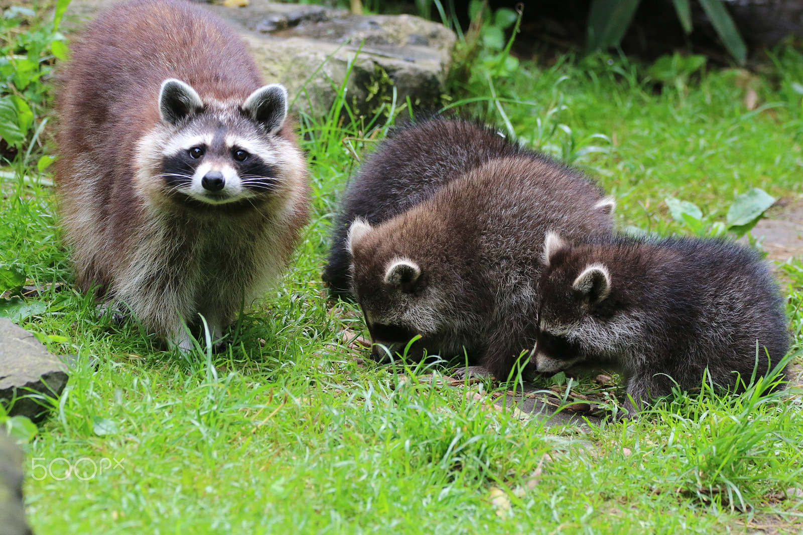 Sigma 150-600mm F5-6.3 DG OS HSM | C sample photo. Raccoon`s family day photography