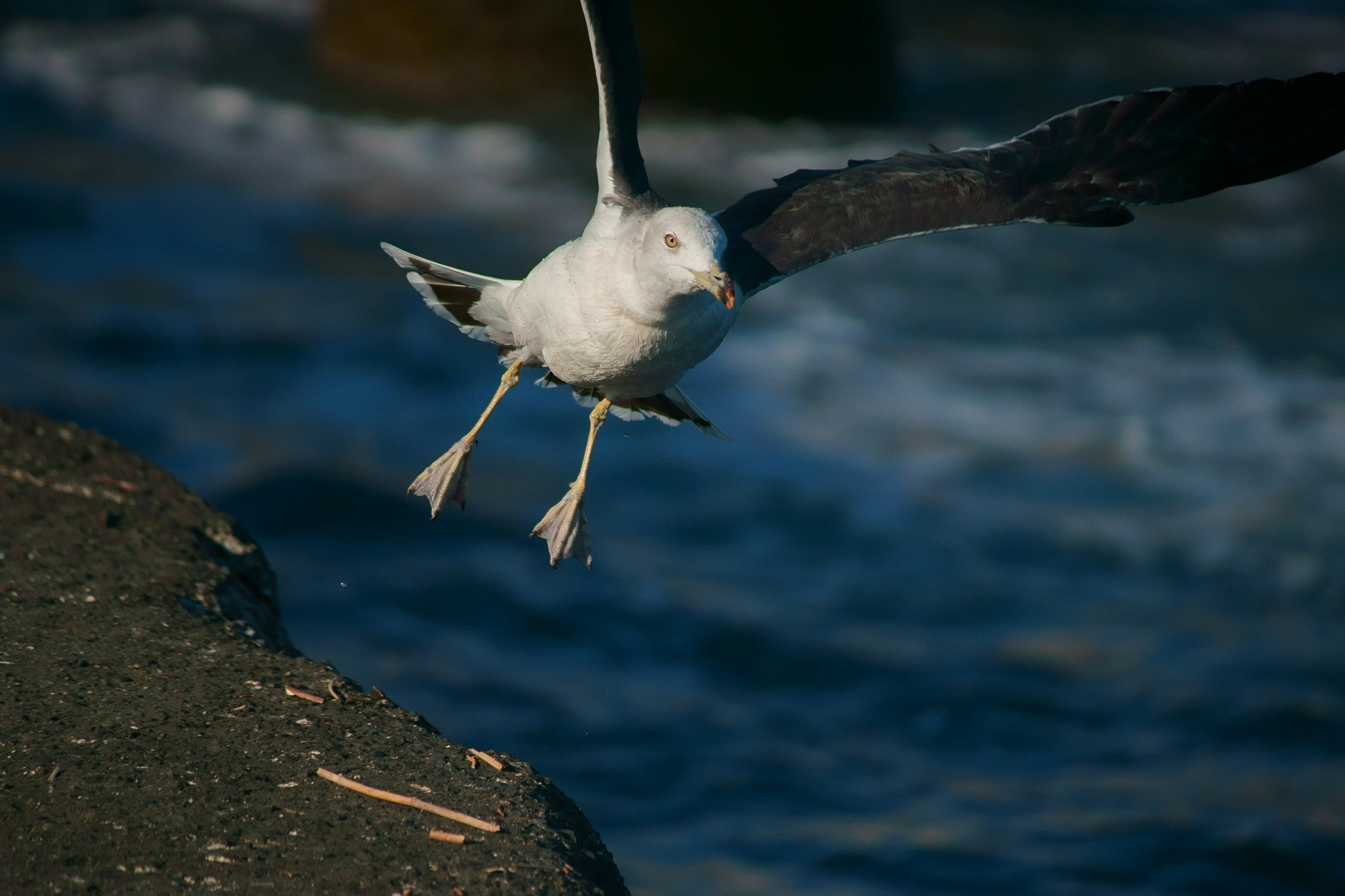 Sony a7 II + Tamron 18-270mm F3.5-6.3 Di II PZD sample photo. Black tailed gull photography