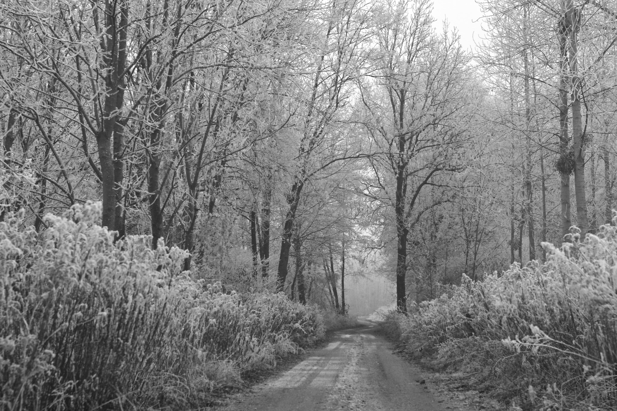 Canon EOS-1D Mark III sample photo. Winter lane photography