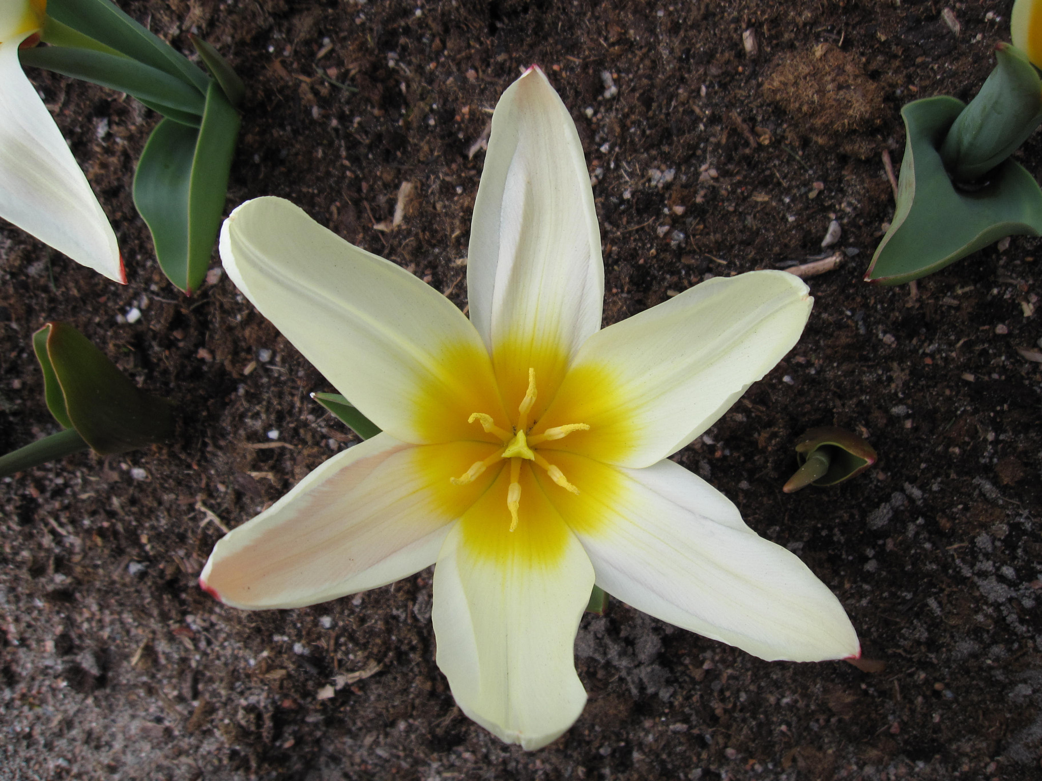 Canon PowerShot SD880 IS (Digital IXUS 870 IS / IXY Digital 920 IS) sample photo. White flower in spring photography