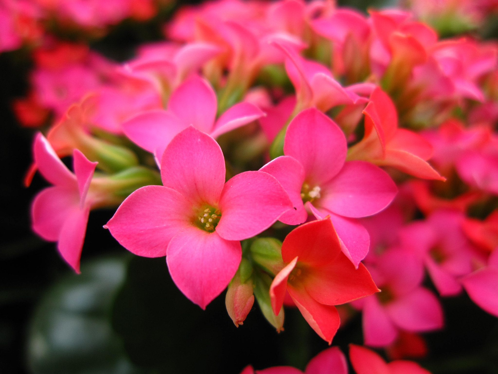 Canon PowerShot SD880 IS (Digital IXUS 870 IS / IXY Digital 920 IS) sample photo. Pink flower in spring photography