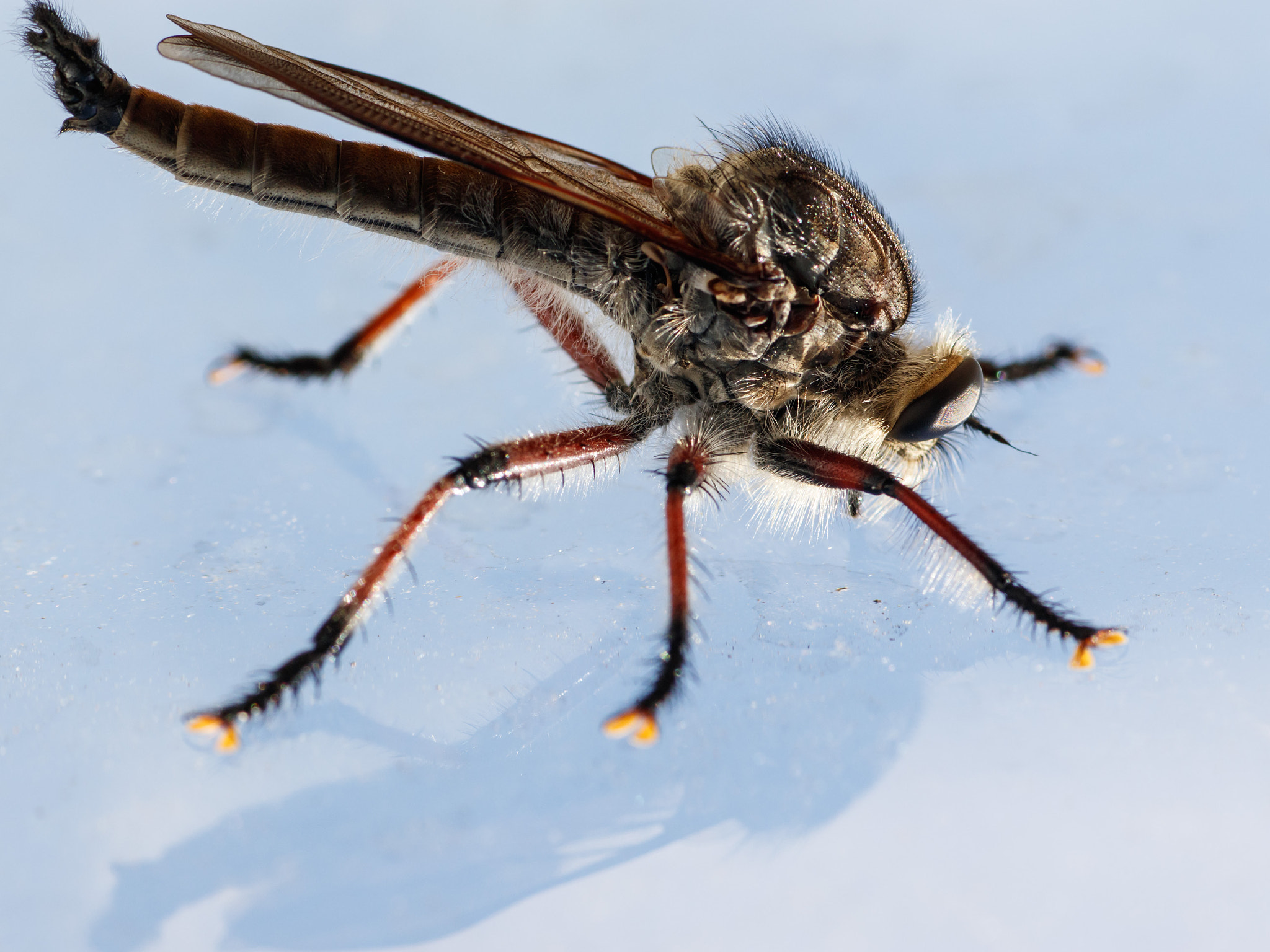 Canon EOS 80D + Tamron SP AF 90mm F2.8 Di Macro sample photo. Robber fly photography