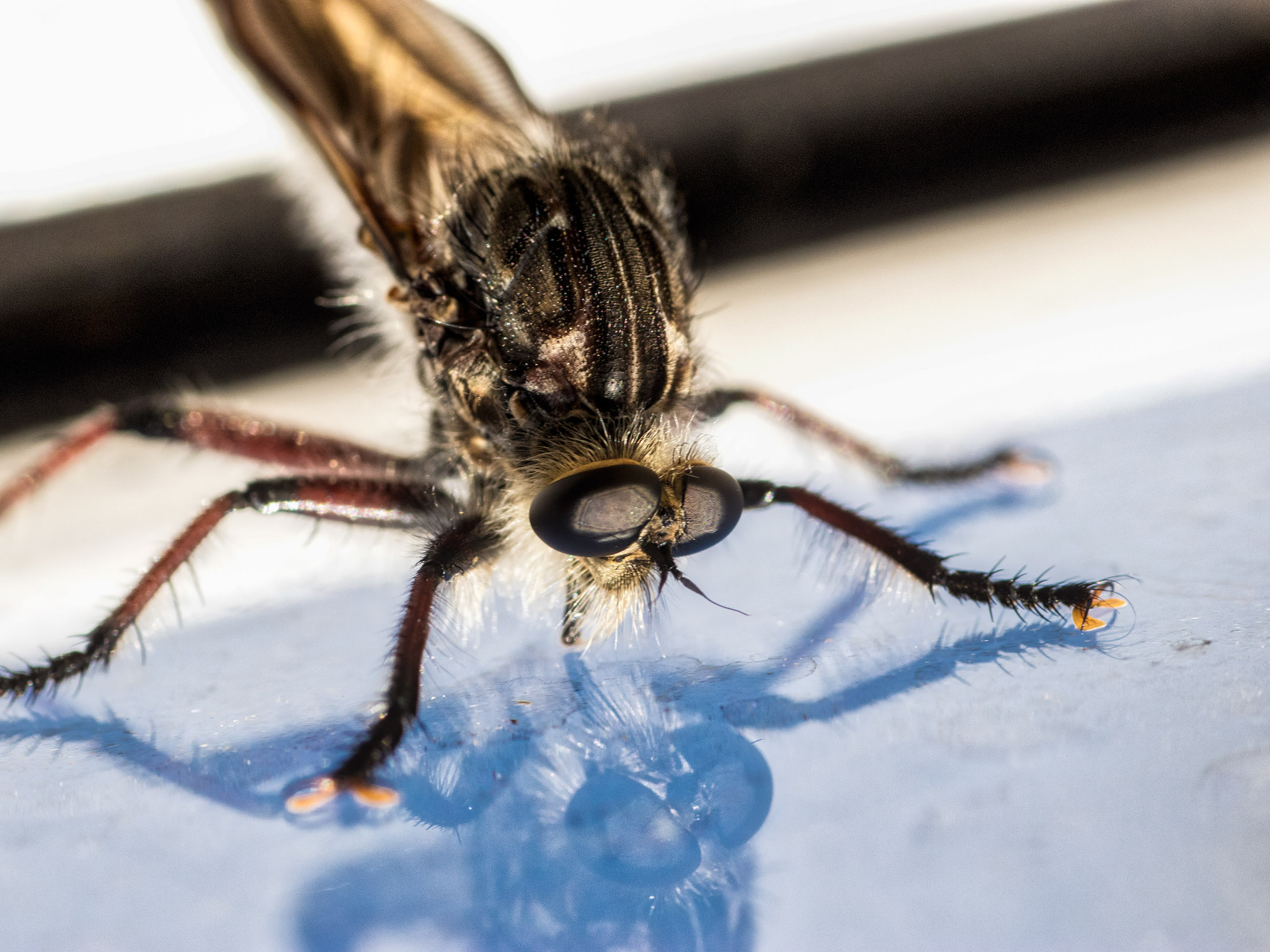 Canon EOS 80D + Tamron SP AF 90mm F2.8 Di Macro sample photo. Robber fly photography