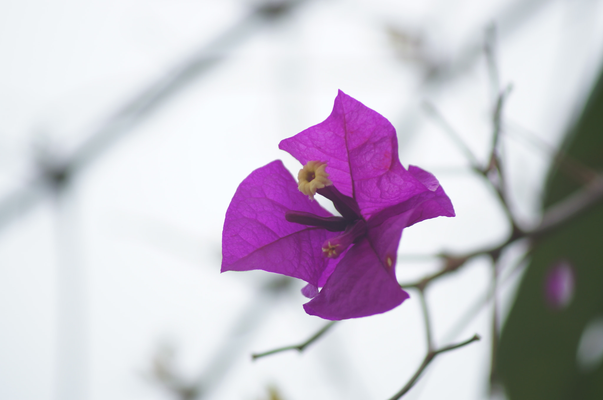 Sony 75-300mm F4.5-5.6 sample photo. Flores photography