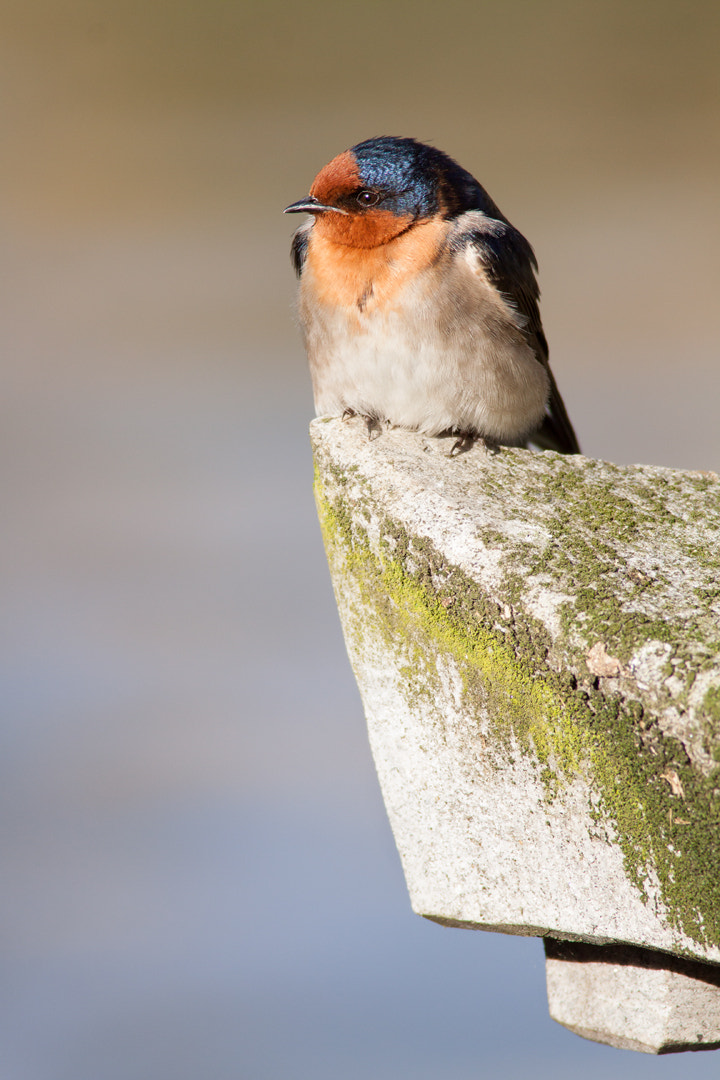 Canon EOS 50D + Canon EF 400mm F5.6L USM sample photo. Feathered gargoyle photography