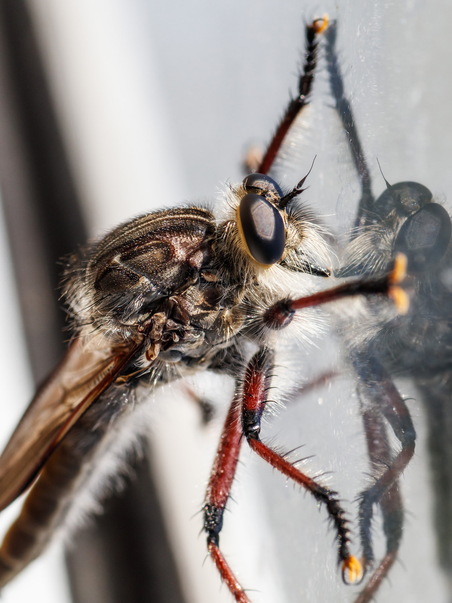 Canon EOS 80D + Tamron SP AF 90mm F2.8 Di Macro sample photo. Robber fly photography