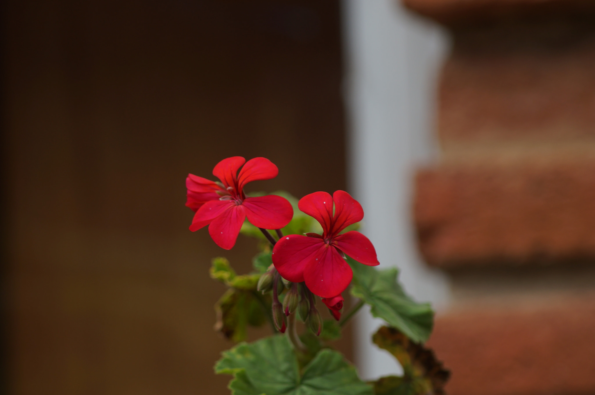 Sony 75-300mm F4.5-5.6 sample photo. Red flower photography