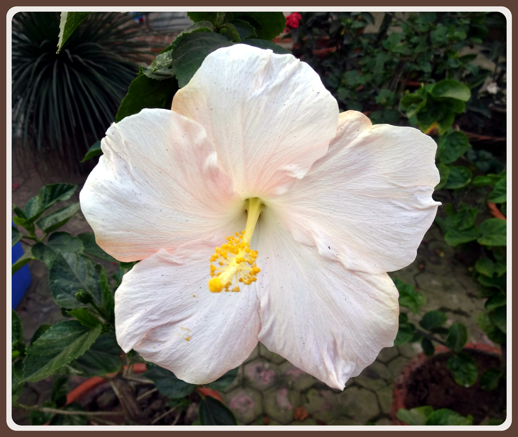 Sony DSC-WX150 sample photo. Pearl white hibiscus  photography