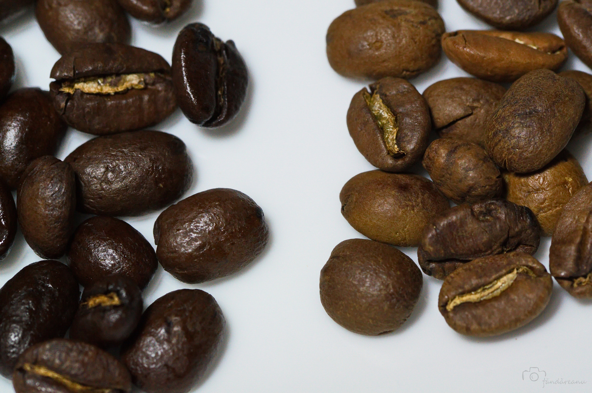 Sony SLT-A57 + Tamron Lens (255) sample photo. Beans photography