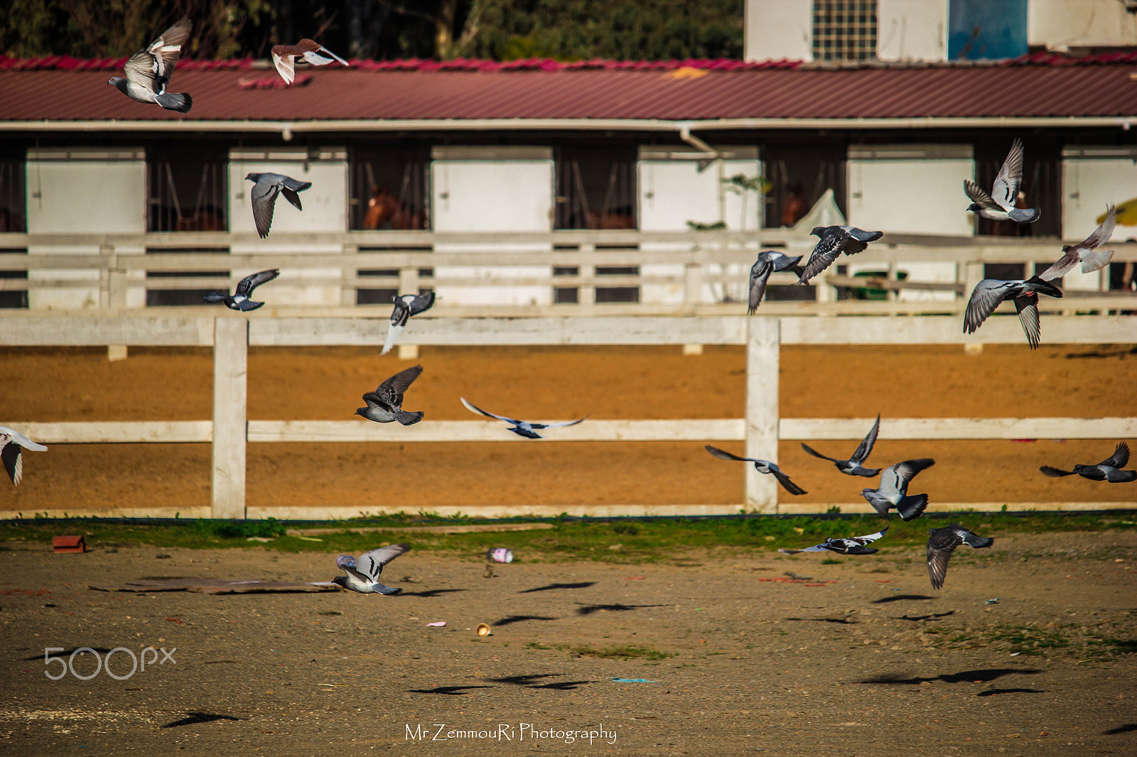 Canon EF-S 55-250mm F4-5.6 IS STM sample photo. Fly farm away photography