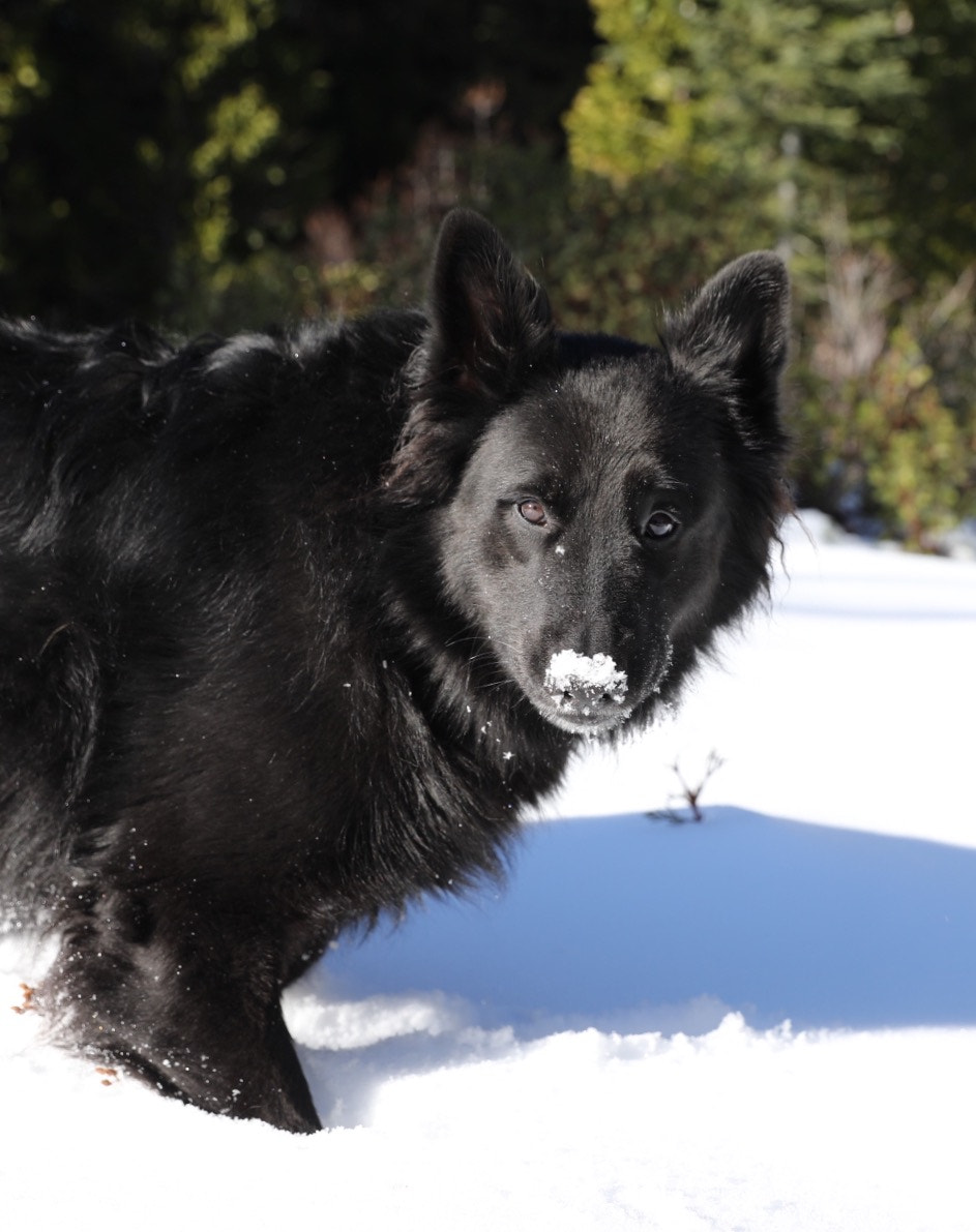 Canon EF 24-70mm F2.8L II USM sample photo. Caught eating snow. photography