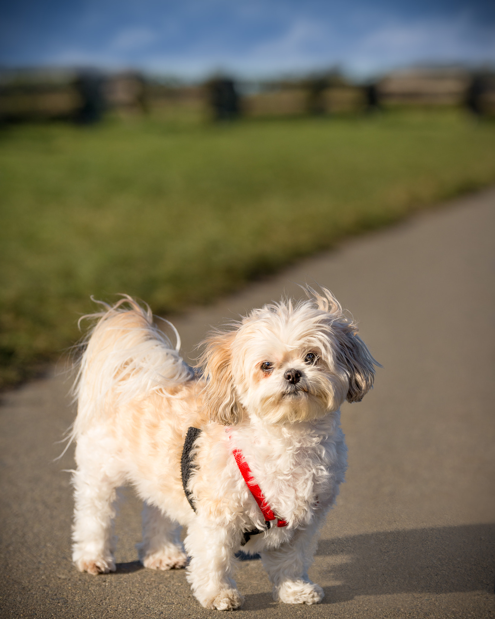 Tamron SP 70-200mm F2.8 Di VC USD sample photo. Mishka - candid portrait photography