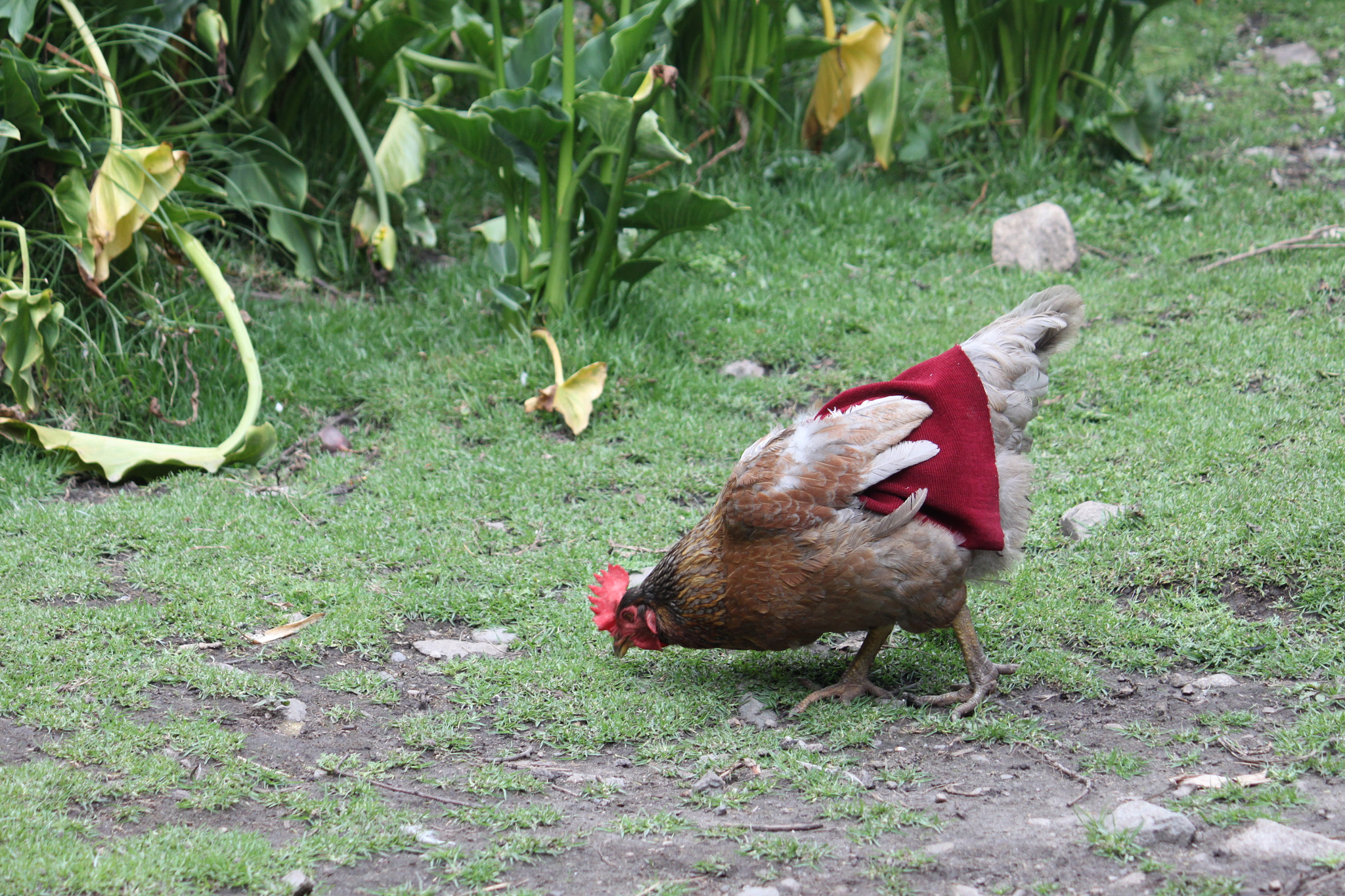 Canon EF-S 55-250mm F4-5.6 IS sample photo. P salkantay_chicken photography