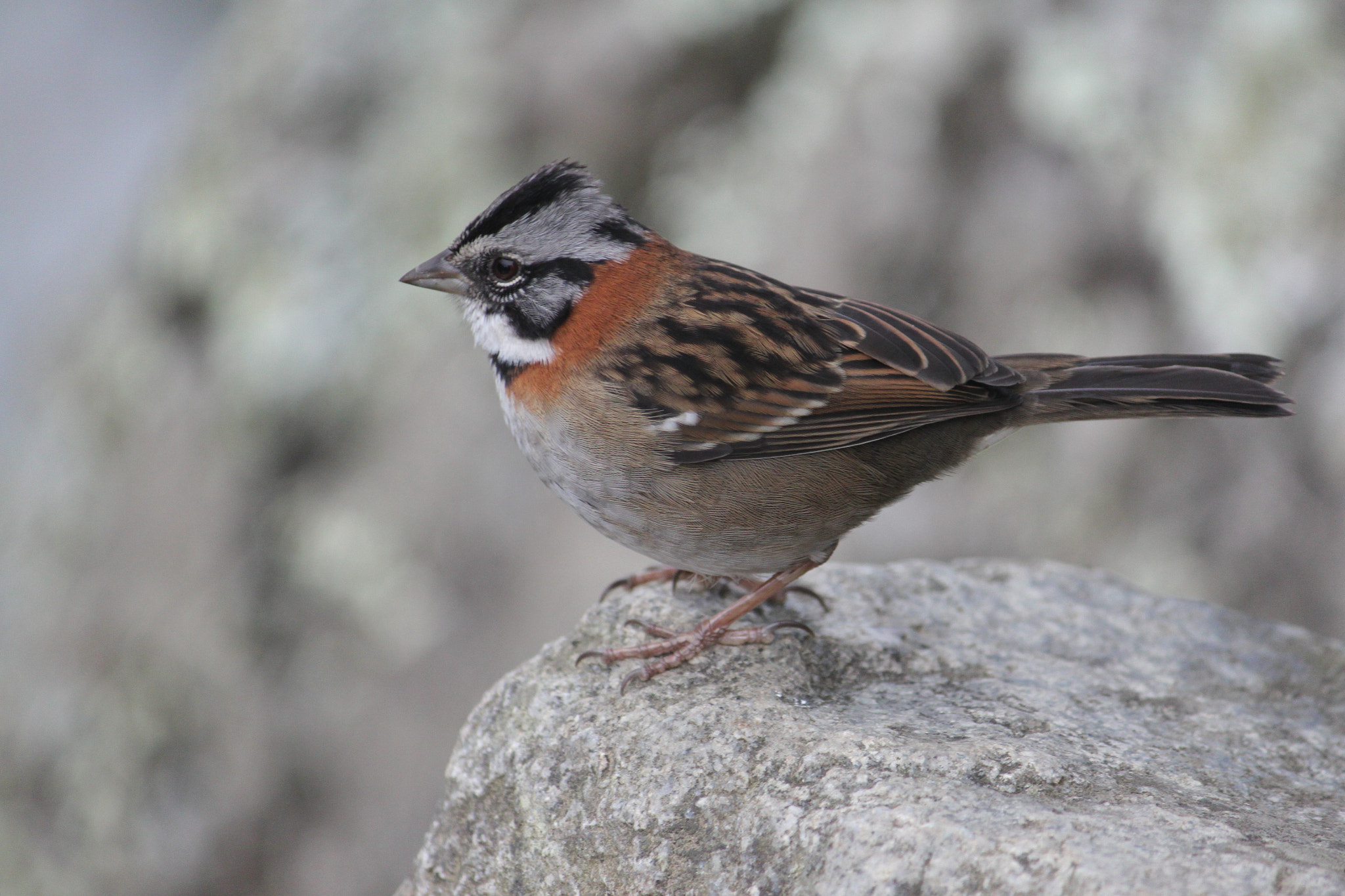 Canon EF-S 55-250mm F4-5.6 IS sample photo. P macchu pichu_sparrow photography